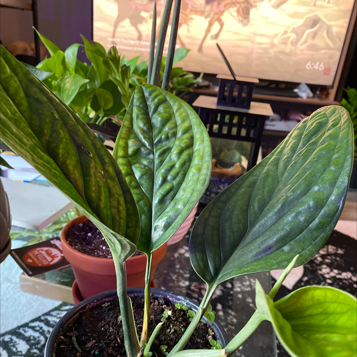 Monstera pinnatipartita plant with three healthy leaves in a pot. Soil is visible.