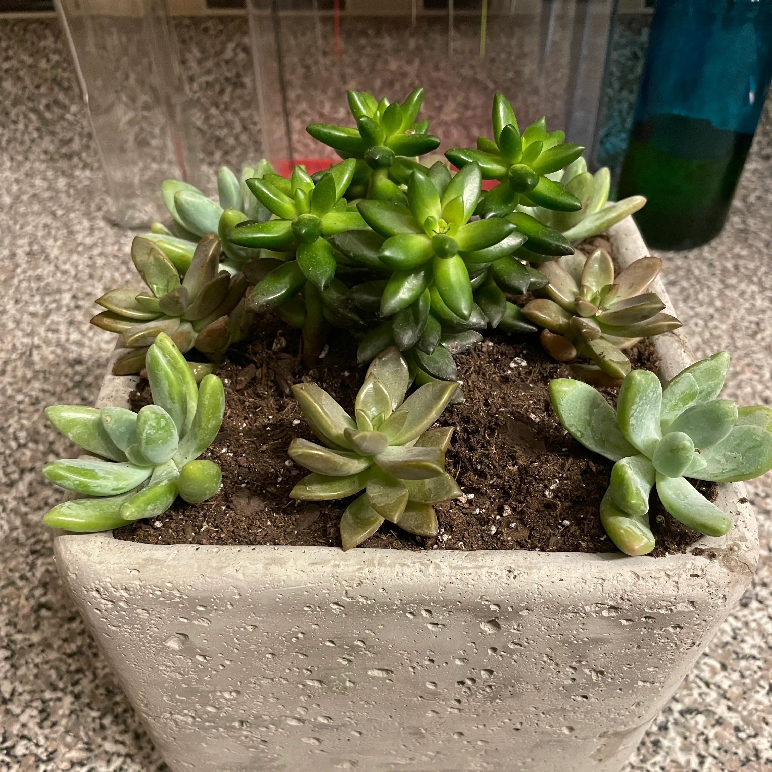 Sedeveria 'Jet Beads' plant in a square pot with visible soil and healthy green leaves.