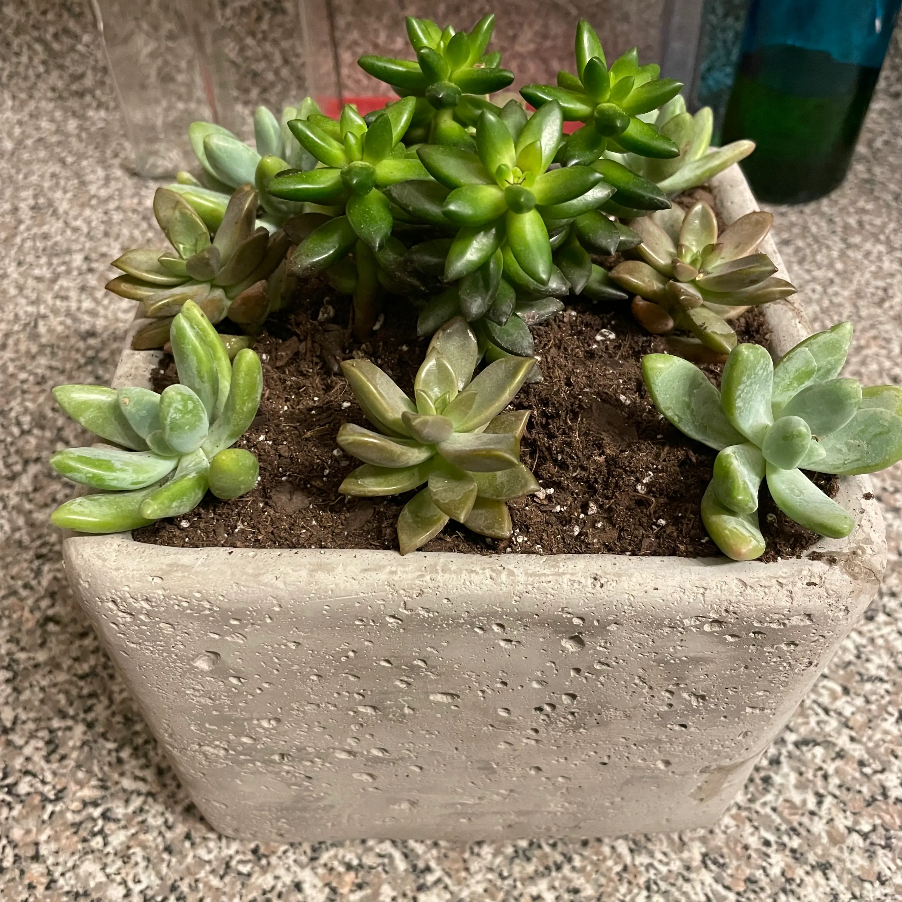 Potted Graptosedum 'Alpenglow' succulent with multiple rosettes in a square pot.