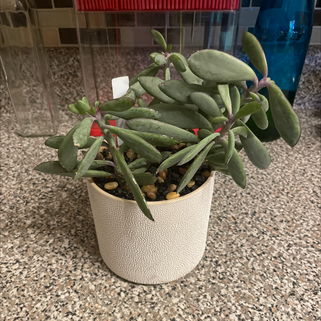 Potted Vertical Leaf Senecio plant with elongated, succulent leaves on a kitchen counter.