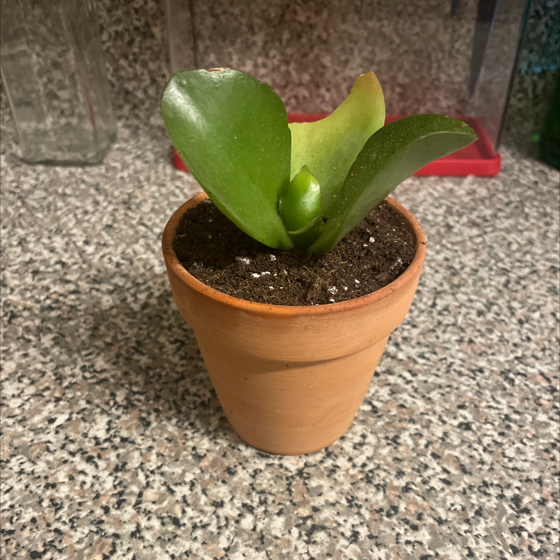 Kalanchoe 'Dragonfire' plant in a terracotta pot on a speckled countertop.