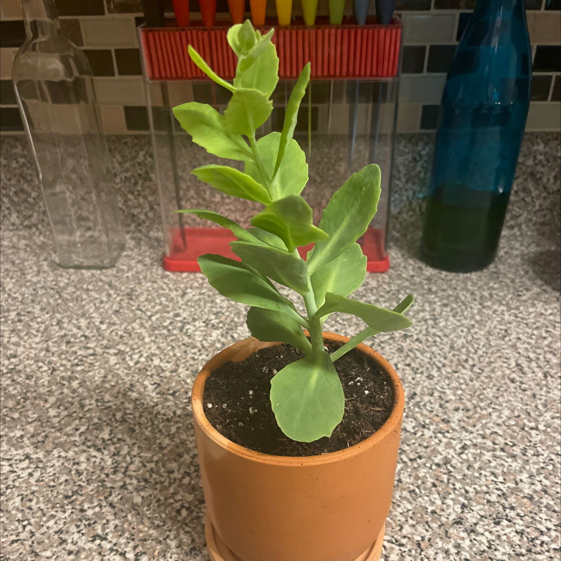 Photo of the plant species Live Forever Stonecrop by @RebeccasJungle named Your plant on Greg, the plant care app