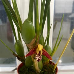 Coconut Orchid plant
