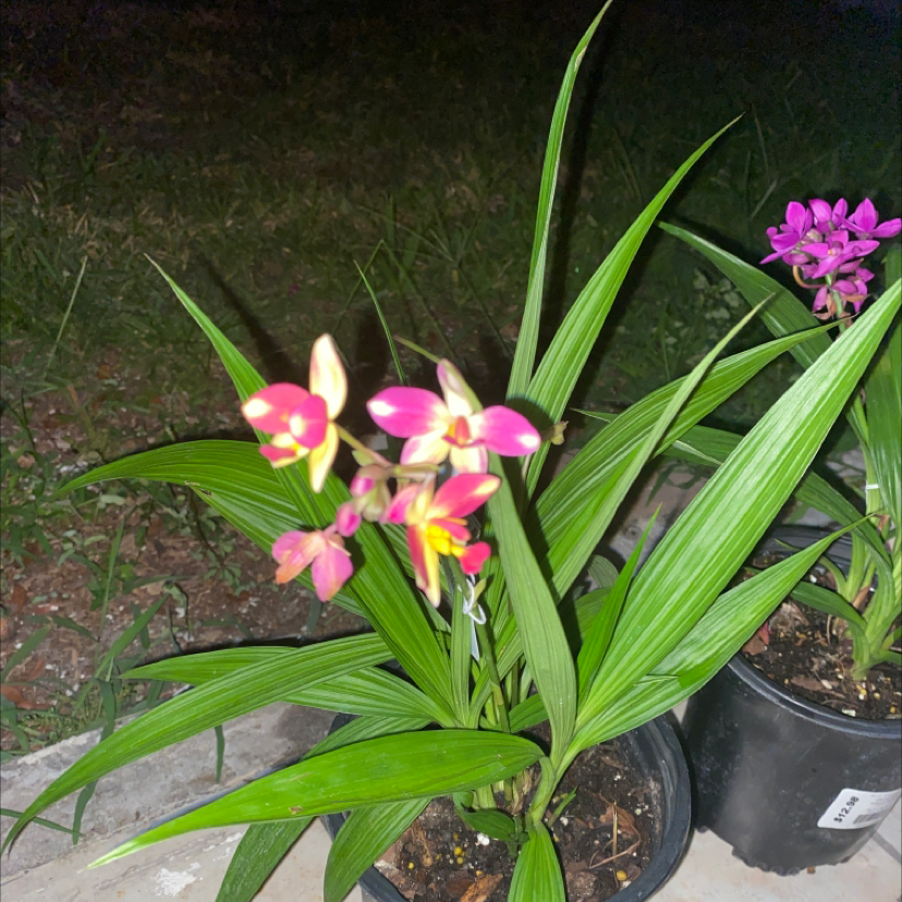 Photo of the plant species Chinese ground orchid by @LegitTawapou named Your plant on Greg, the plant care app