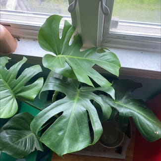 Monstera plant in Florham Park, New Jersey