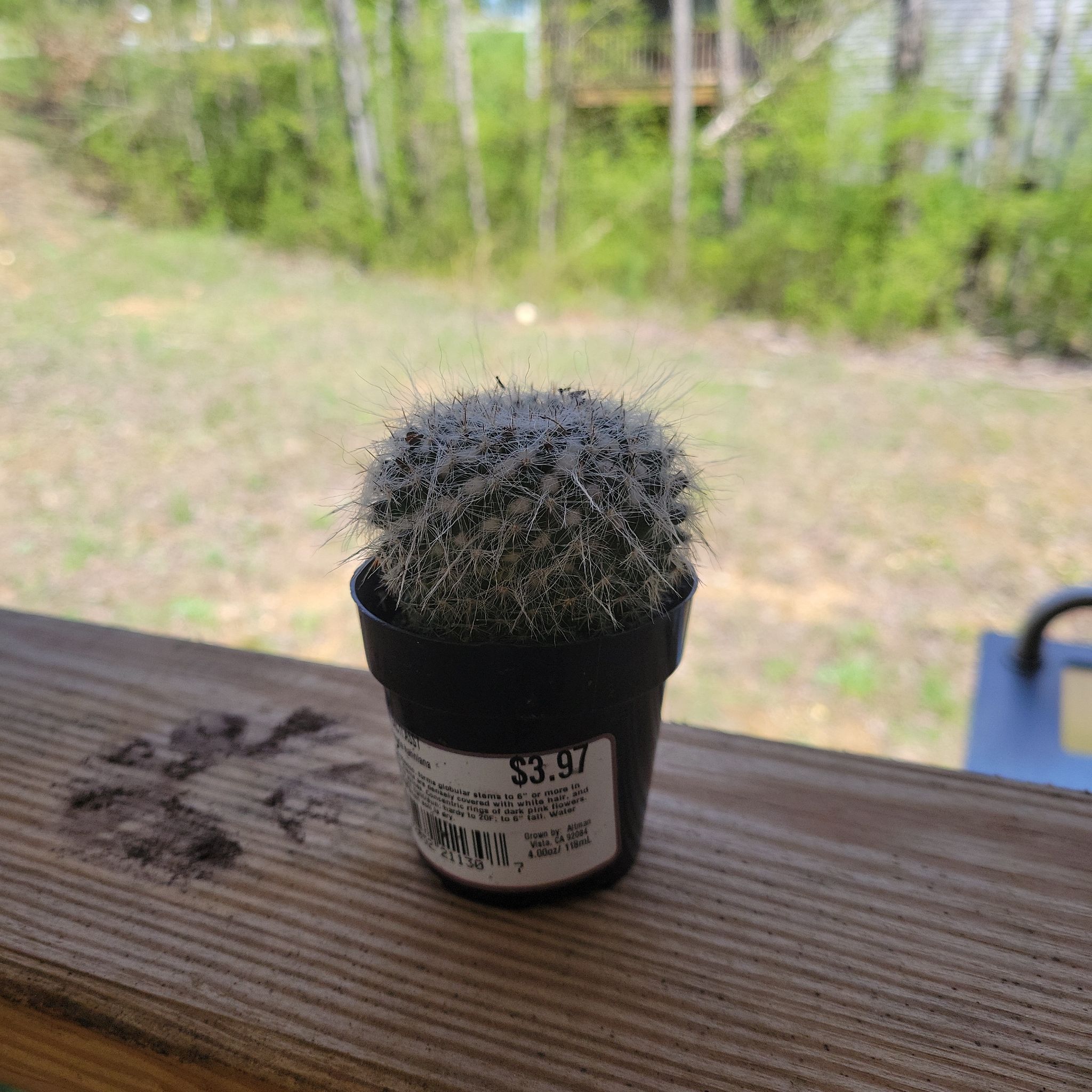 A healthy Old Lady Cactus in a black pot on a wooden surface.