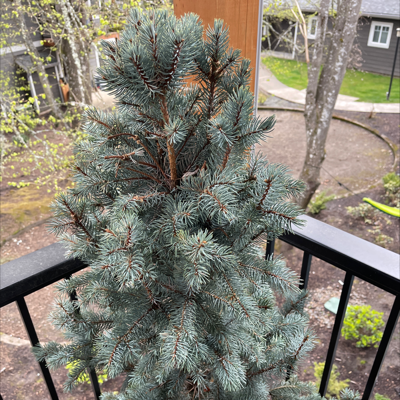 Healthy Blue Spruce plant with dense, blue-green needles on a balcony.