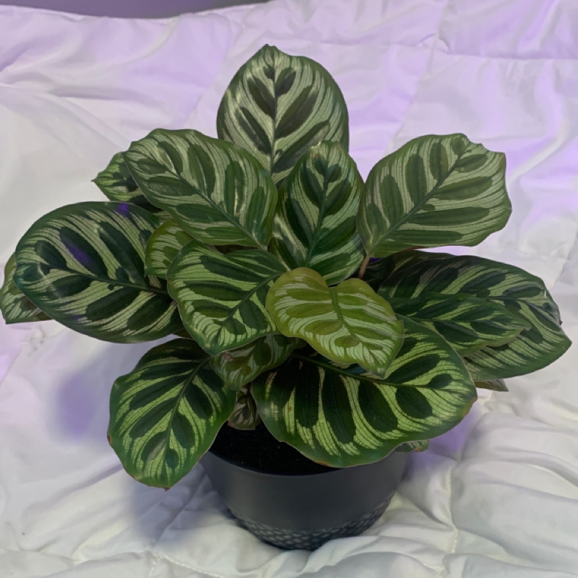 Cathedral Windows plant photo by @roger_mrqz named Your plant on Greg, the plant care app.