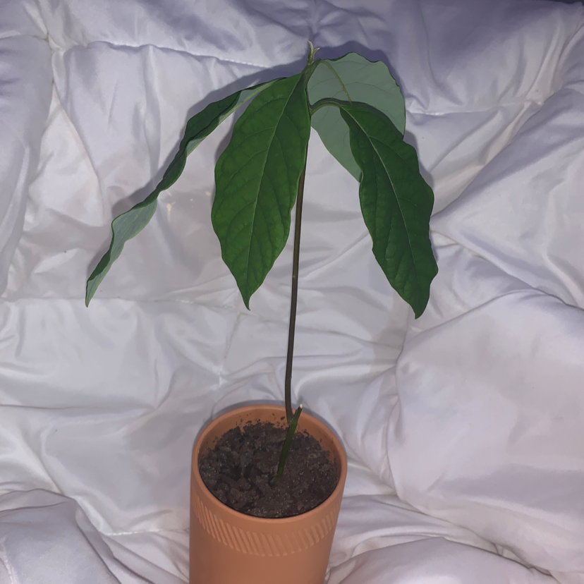 Avocado plant photo by @roger_mrqz named Your plant on Greg, the plant care app.