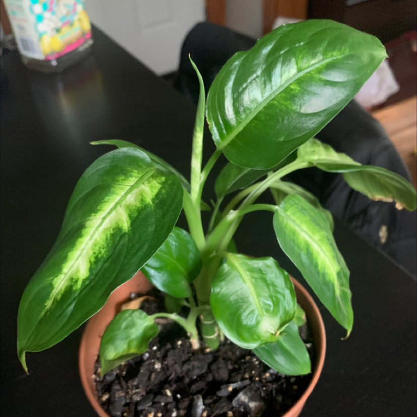 Photo of the plant species Dieffenbachia 'Camille' by @roger_mrqz named Your plant on Greg, the plant care app