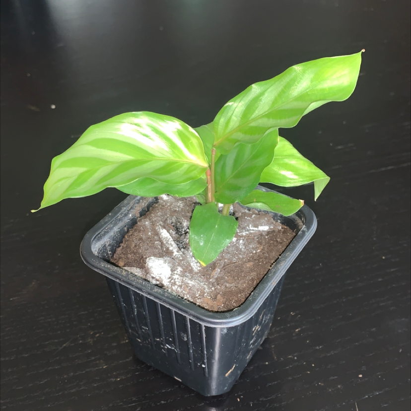 Calathea 'Freddie' plant in a black plastic pot with visible soil and healthy green leaves.