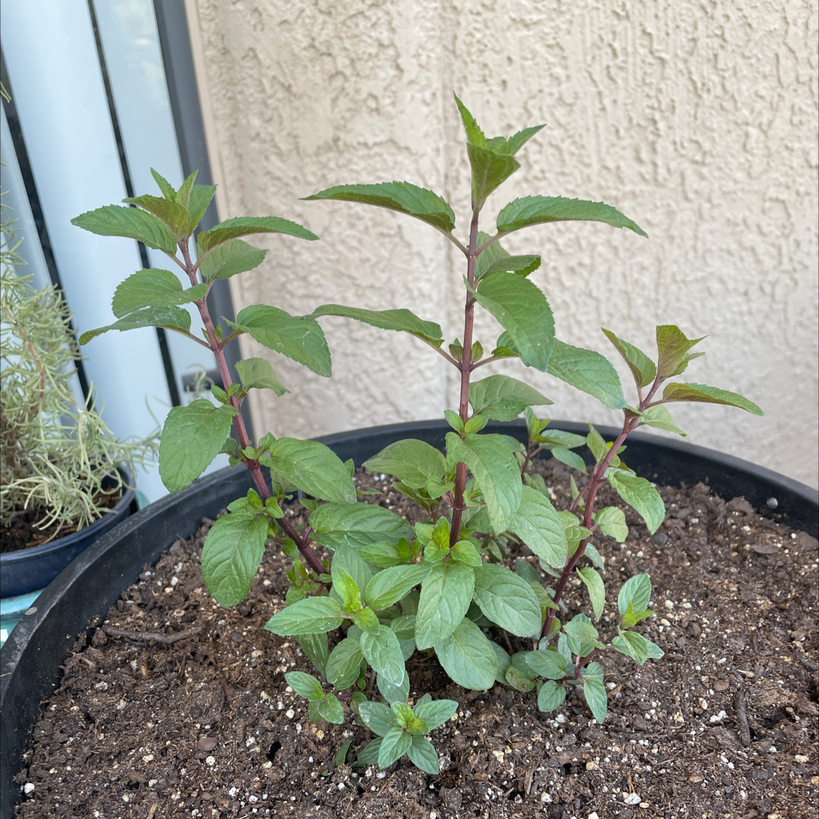 Chocolate Mint plant in a pot with healthy green leaves and purple stems.