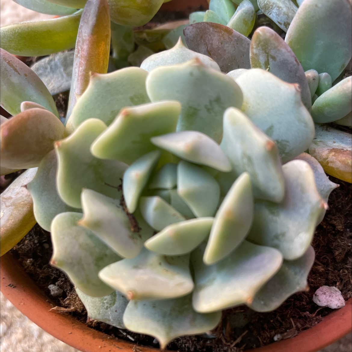 Image of a healthy Ghost Echeveria succulent in a pot with visible soil.