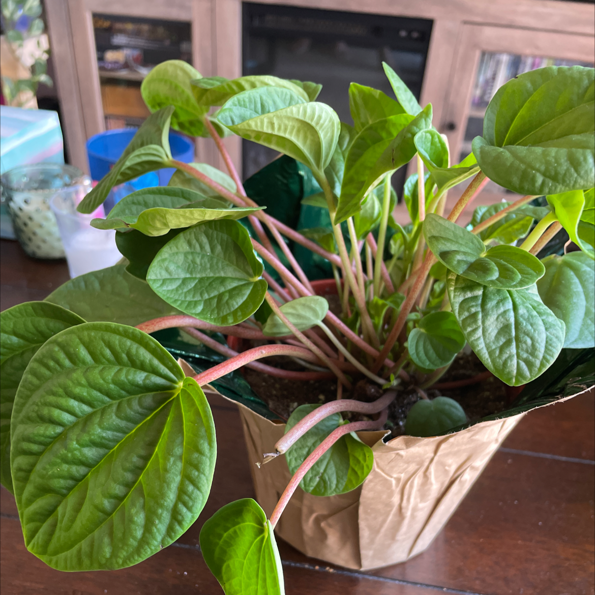 Rana Verde Peperomia plant with vibrant green leaves and pinkish stems in a pot.