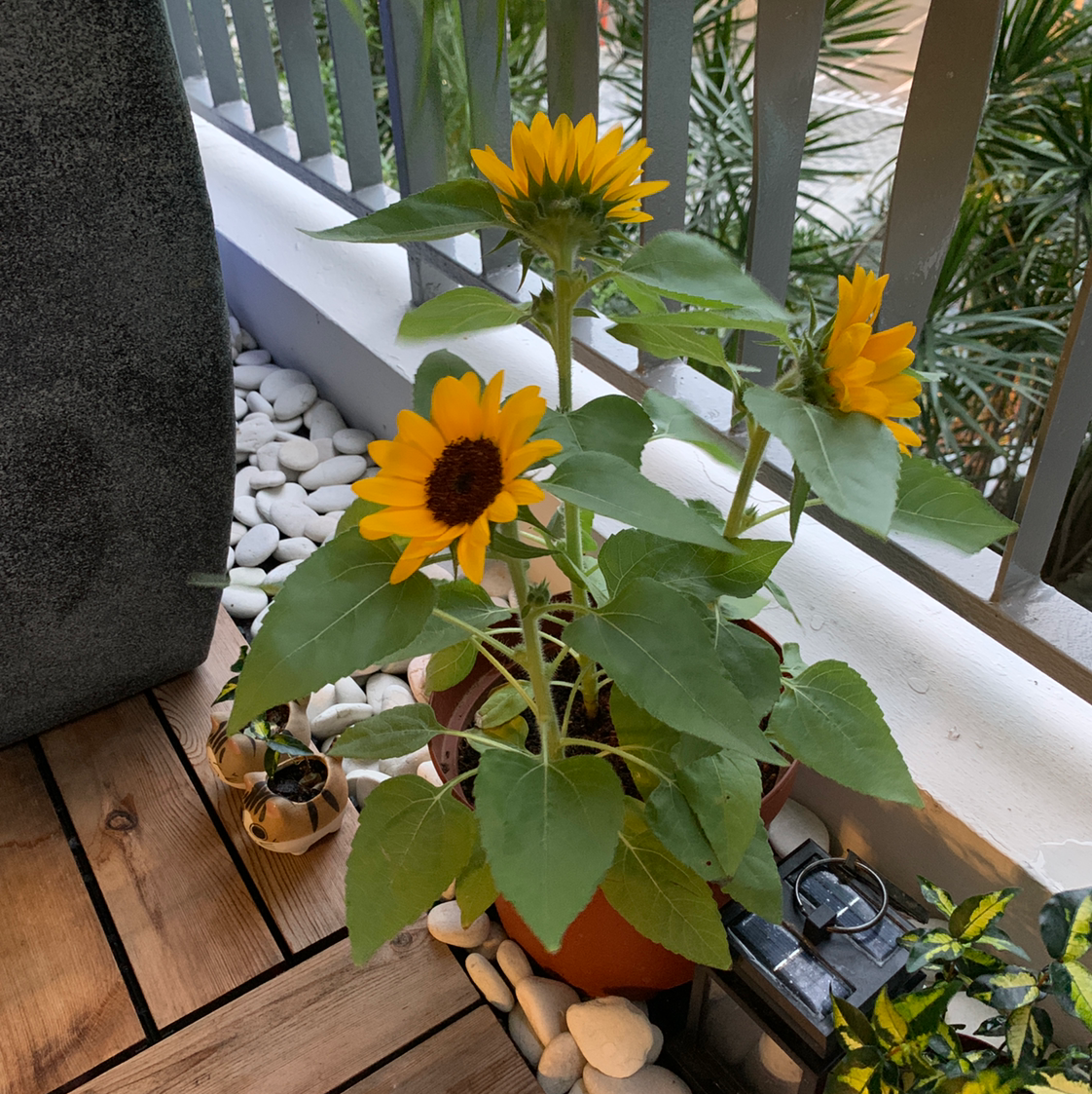 🌻 Why Are My Common Sunflower Leaves Curling?