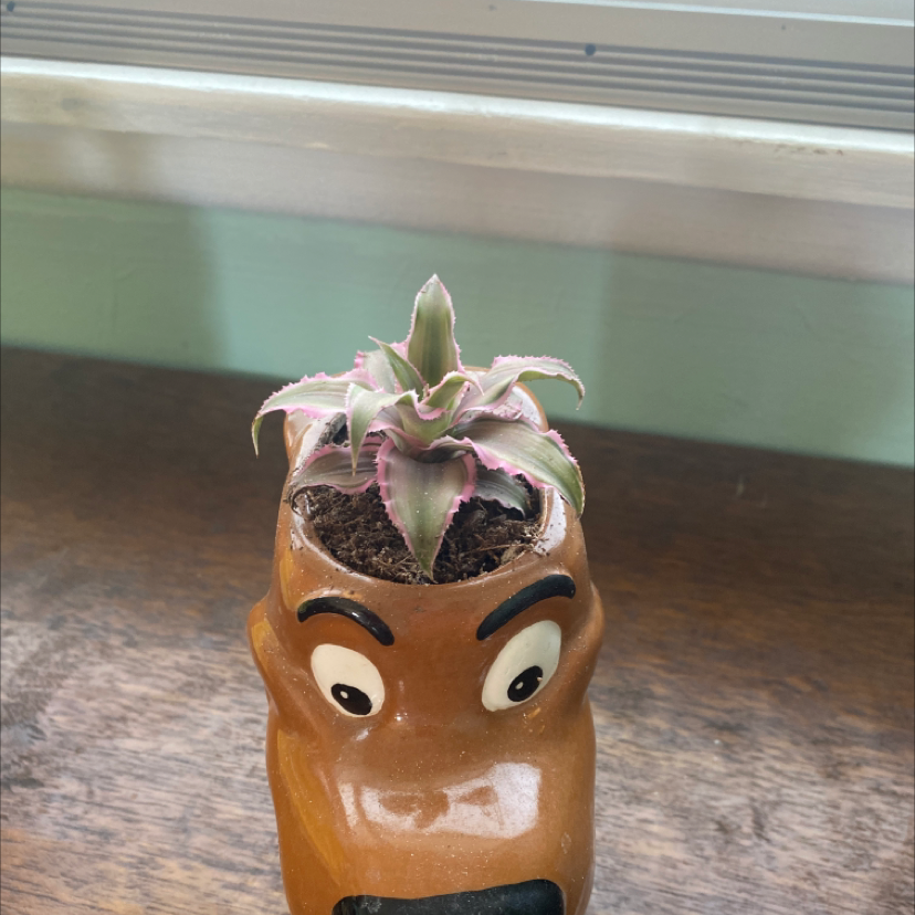 Earth Stars plant in a decorative pot with visible soil, well-framed and in focus.