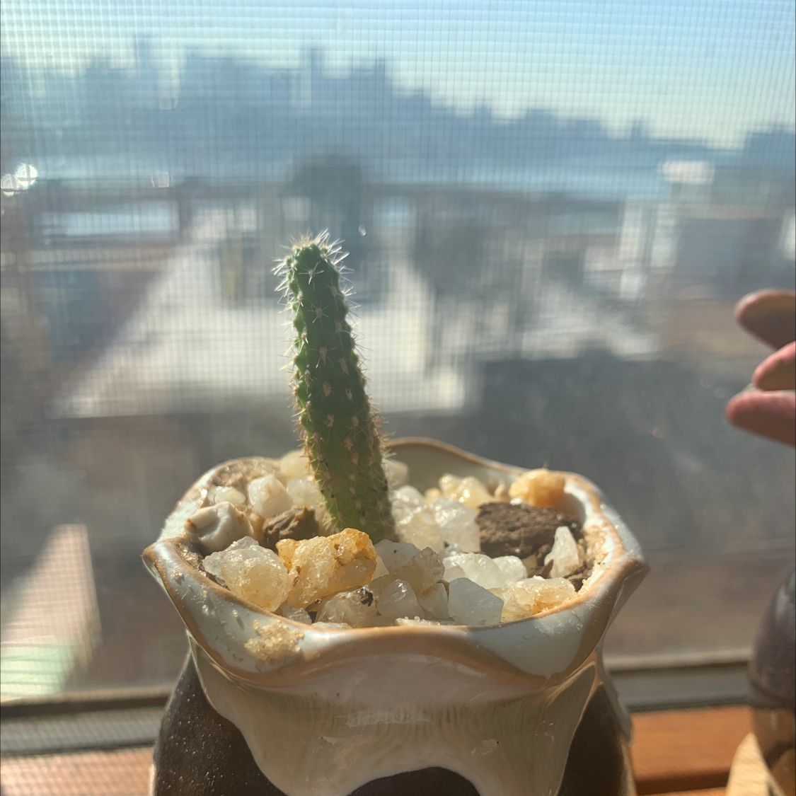 Silver Torch Cactus in a pot with rocky soil, healthy and well-focused.