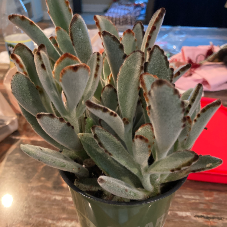 Panda Plant (Kalanchoe tomentosa) in a pot with fuzzy leaves and brown edges.