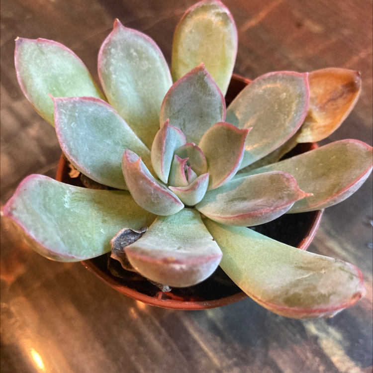 Lipstick Echeveria succulent in a small pot with some browning leaf tips.