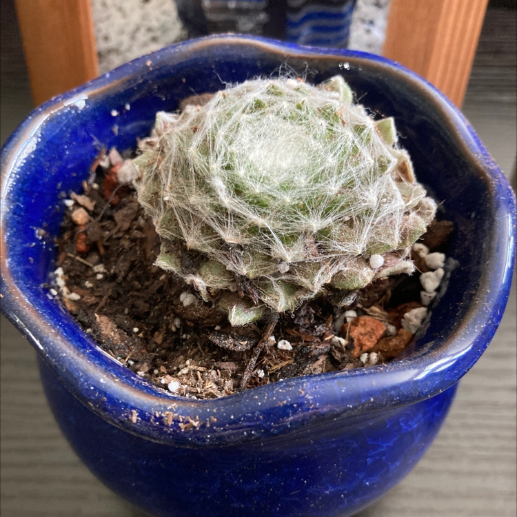 Cobweb Hens and Chicks plant in a blue pot with visible soil.