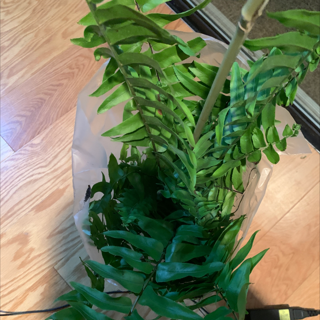 Image of a healthy Western Swordfern with vibrant green fronds.