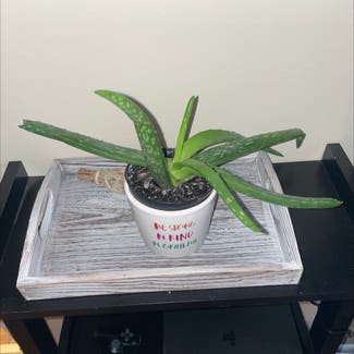 Aloe vera plant in Irondequoit, New York