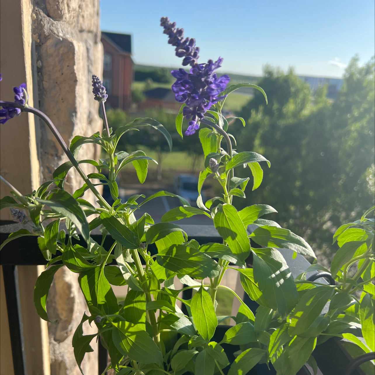 Mealycup Sage plant with green leaves and purple flowers in a well-lit outdoor setting.