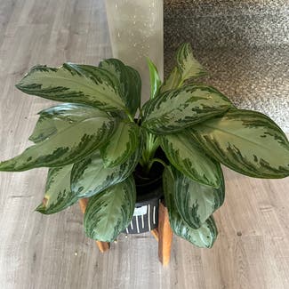 Chinese Evergreen plant in Talent, Oregon