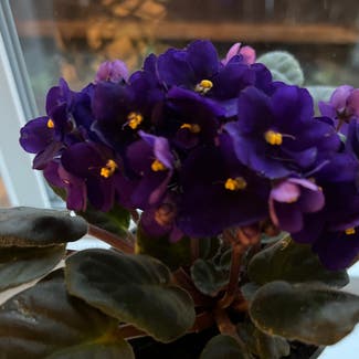 Kenyan Violet plant in Talent, Oregon