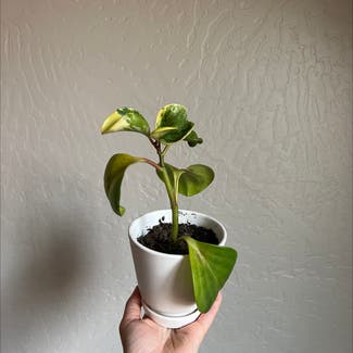 Baby Rubber Plant plant in Talent, Oregon