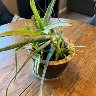 Aloe Vera plant in Talent, Oregon