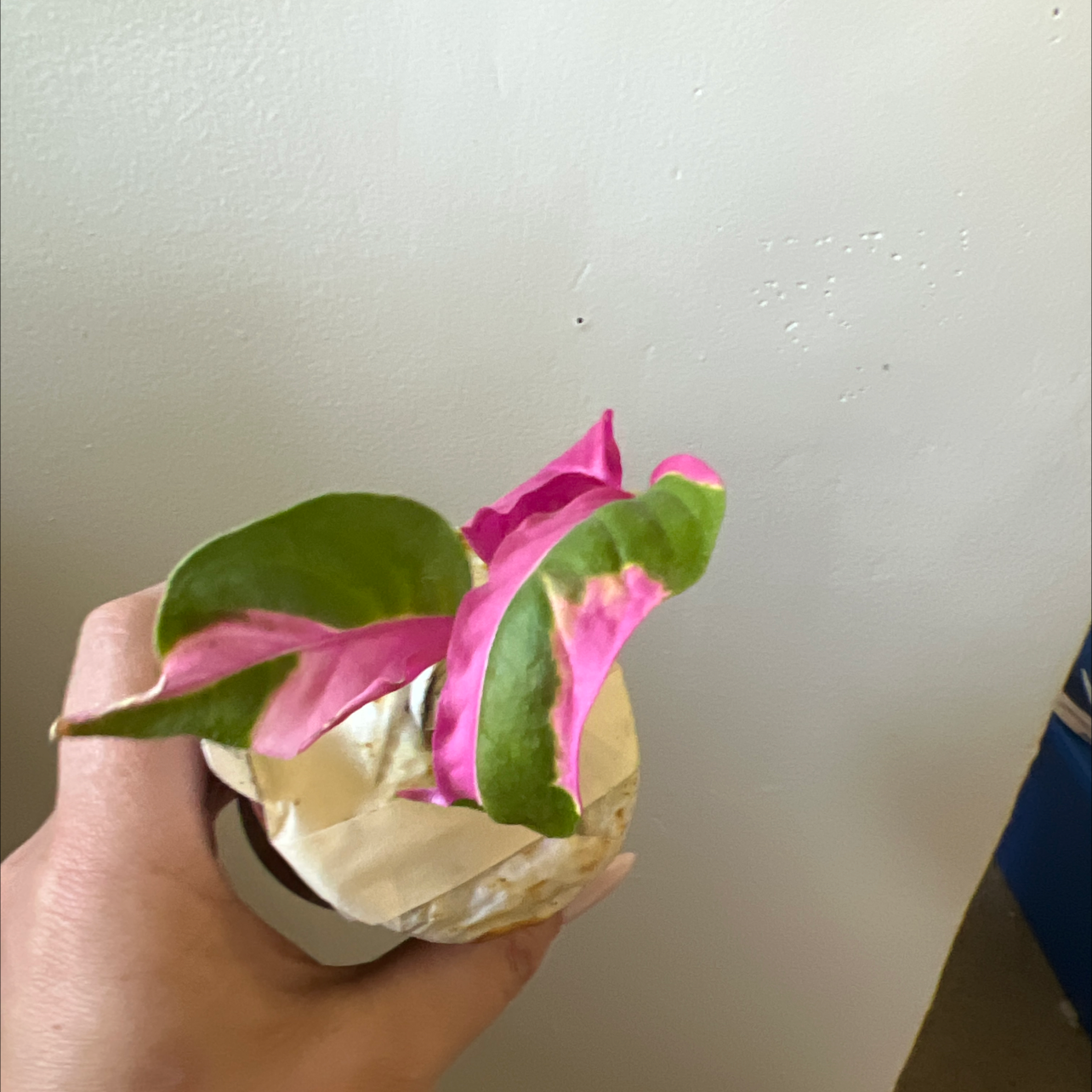 Photo of the plant species Alternanthera by Heather named Kylie on Greg, the plant care app