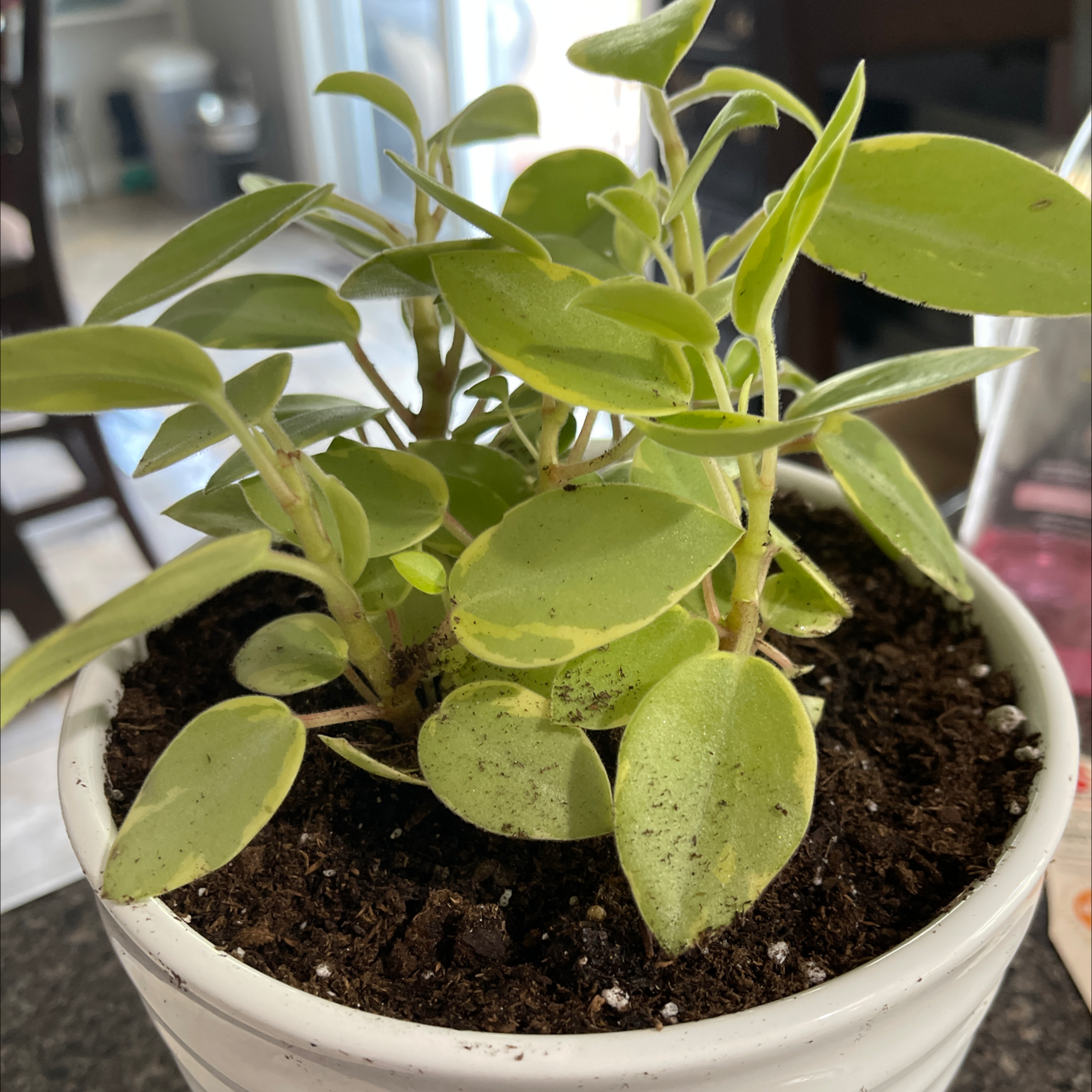Teardrop Peperomia plant in a white pot with healthy green leaves and visible soil.