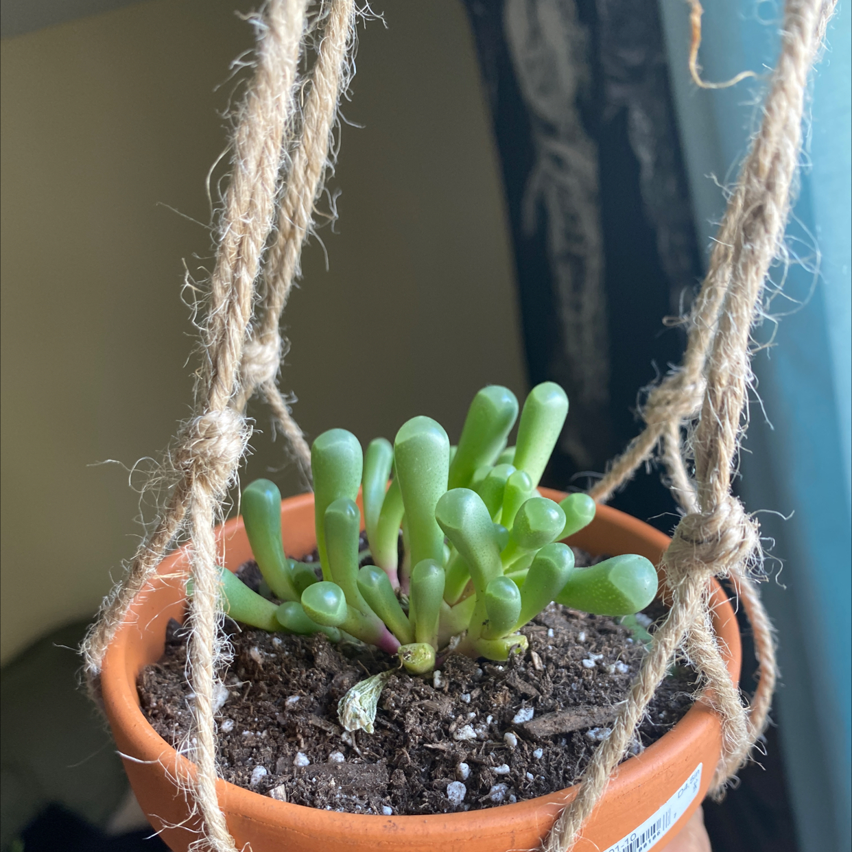 Baby Toes plant photo by Dayme named Baby toes on Greg, the plant care app.