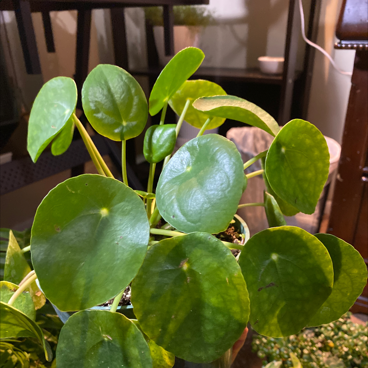Chinese Money Plant plant photo by Dayme named Nipple on Greg, the plant care app.