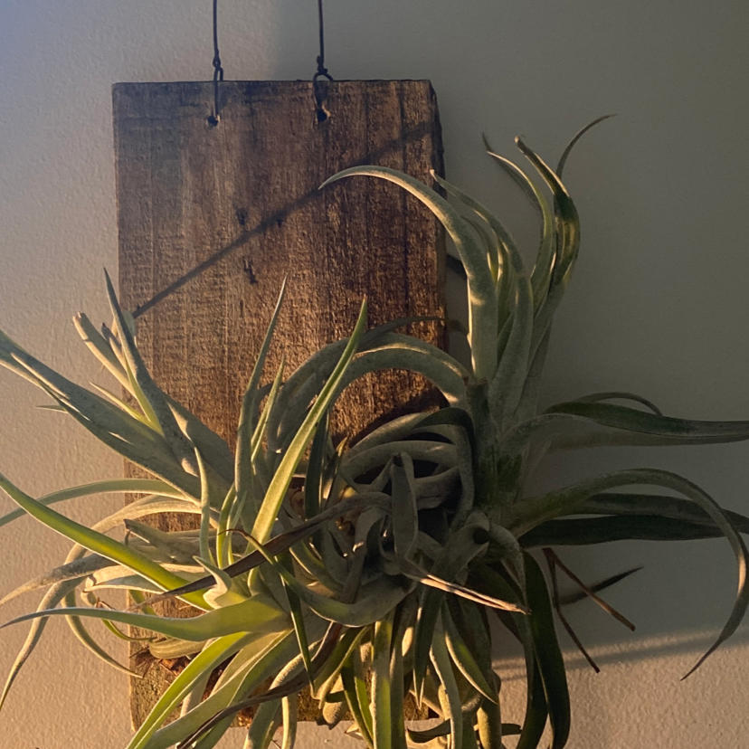 Fishbone Air Plant mounted on a wooden plank, well-lit and healthy.