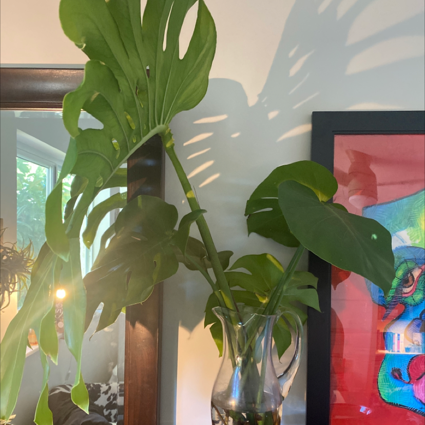 Monstera plant photo by @kaliblackthorn named pinecrest mom on Greg, the plant care app.