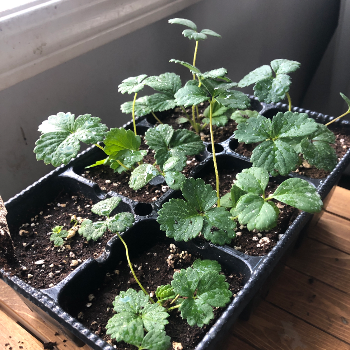 Photo of the plant species Mock Strawberry by @Ran_the_firefly named Tree Diddy on Greg, the plant care app