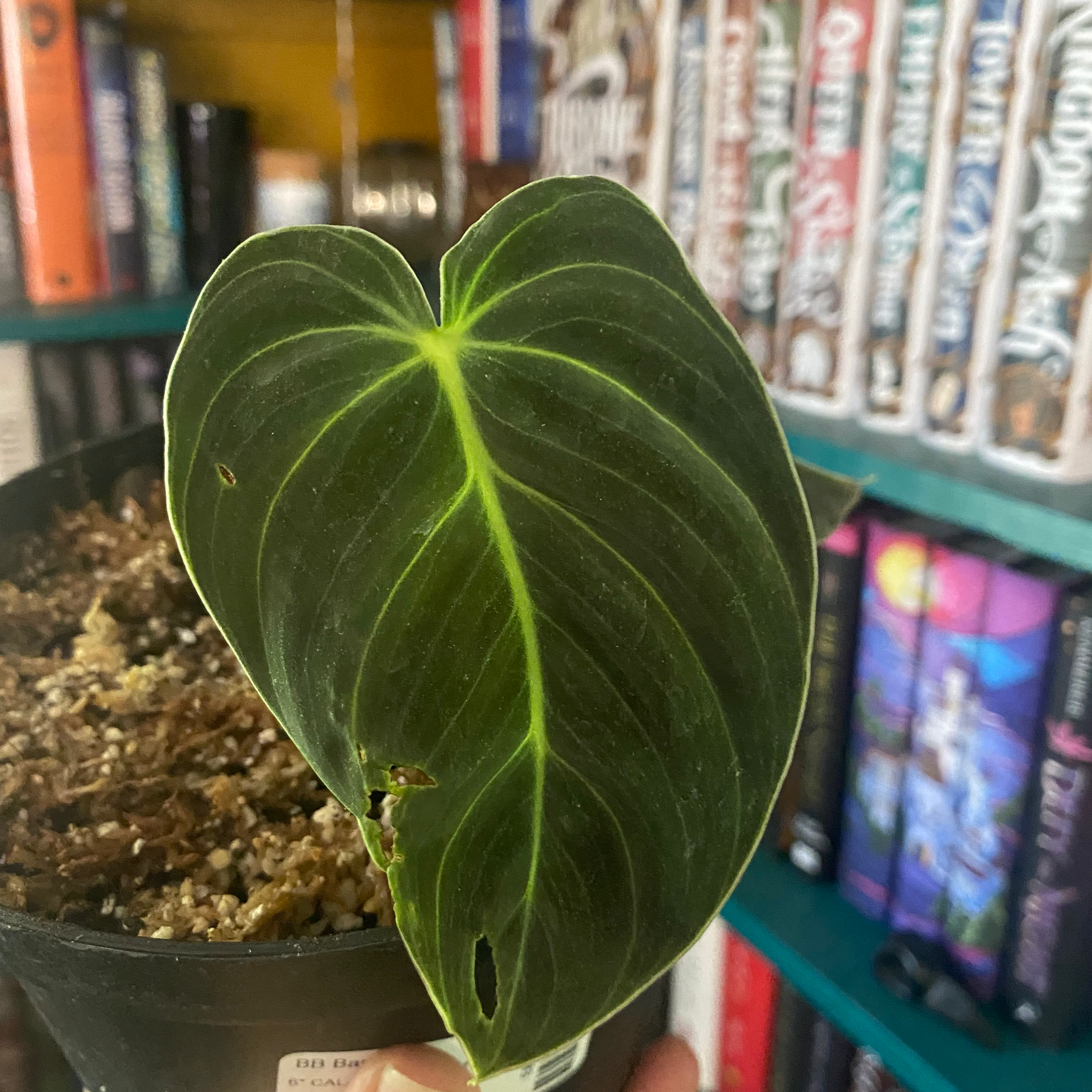 Philodendron melanochrysum x verrucosum leaf with minor holes, vibrant green color, and visible soil.