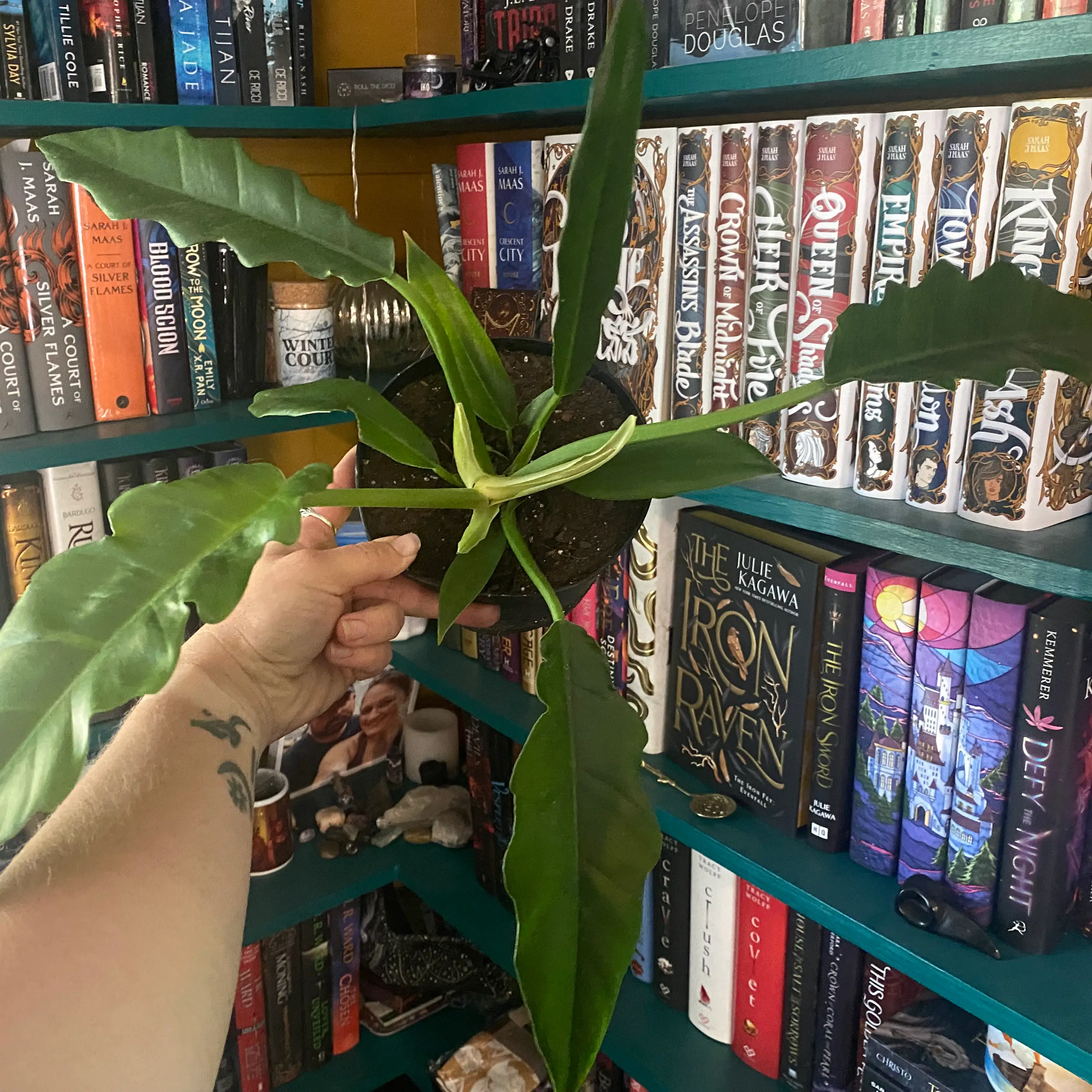 Tiger Tooth Philodendron plant held by a hand in front of a bookshelf.