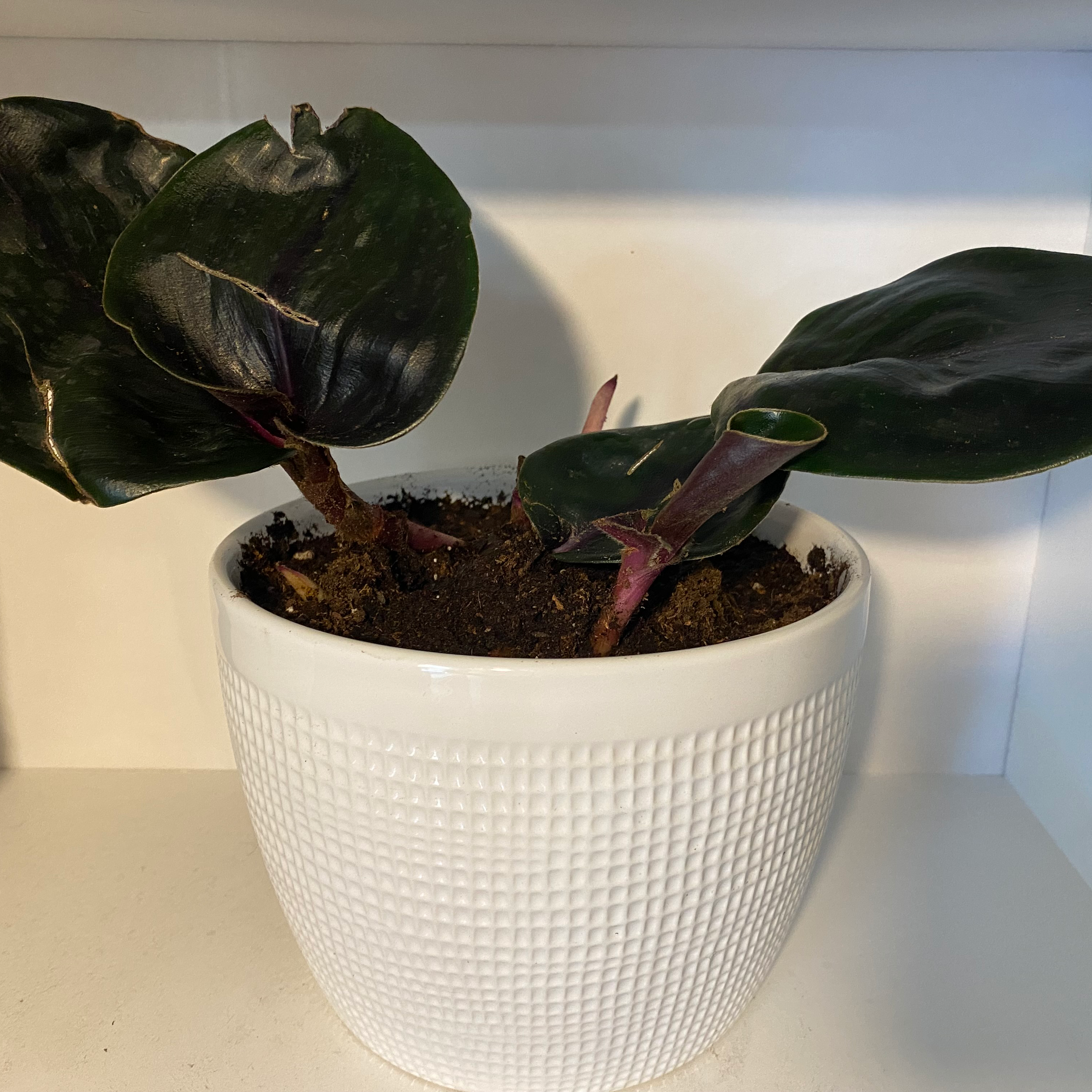 Potted Geogenanthus ciliatus plant with dark green leaves and purple stems in a white textured pot.