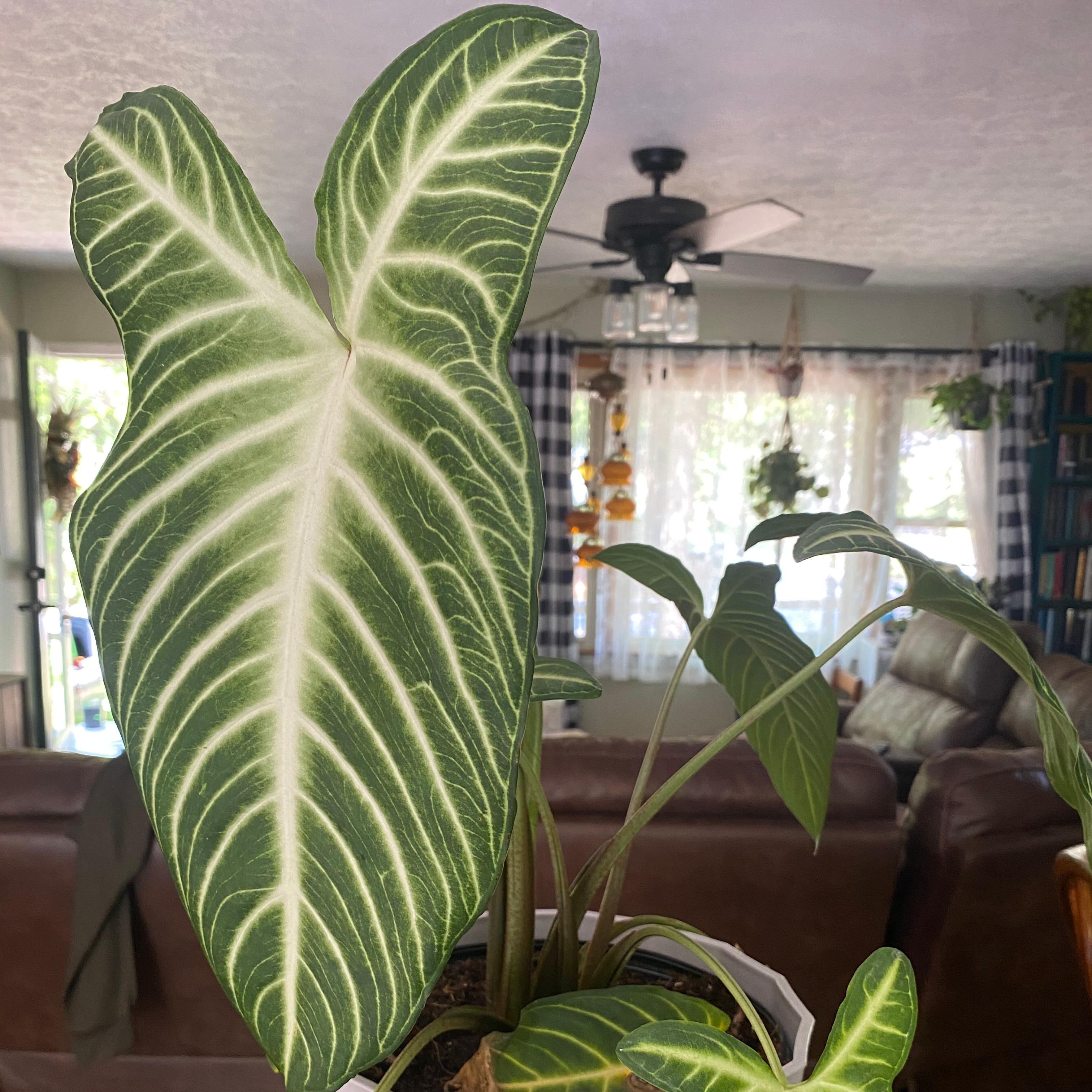Caladium lindenii 'Magnificum' plant with large veined leaves in an indoor setting.