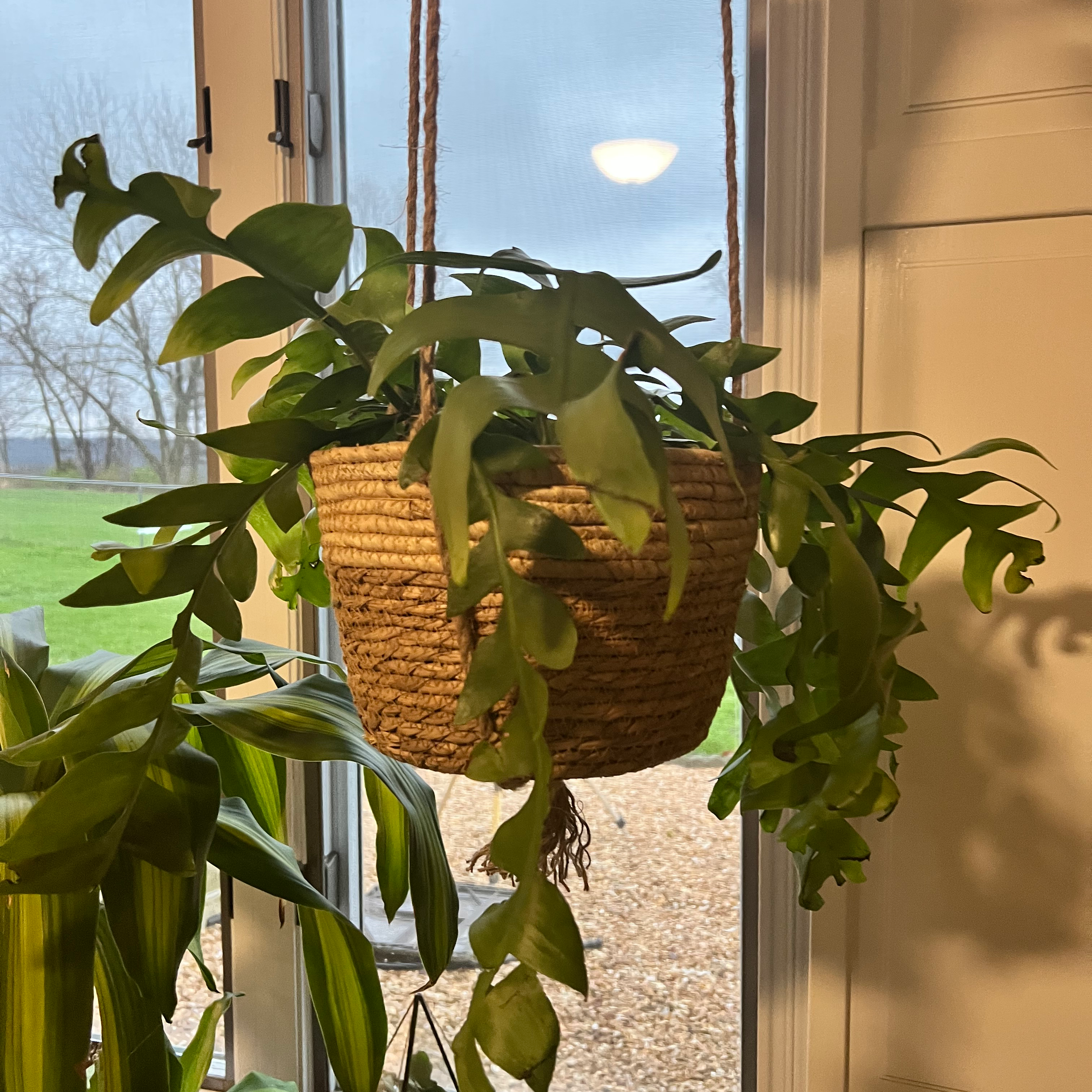 Hanging basket with a healthy shark fin cactus in front of a window.