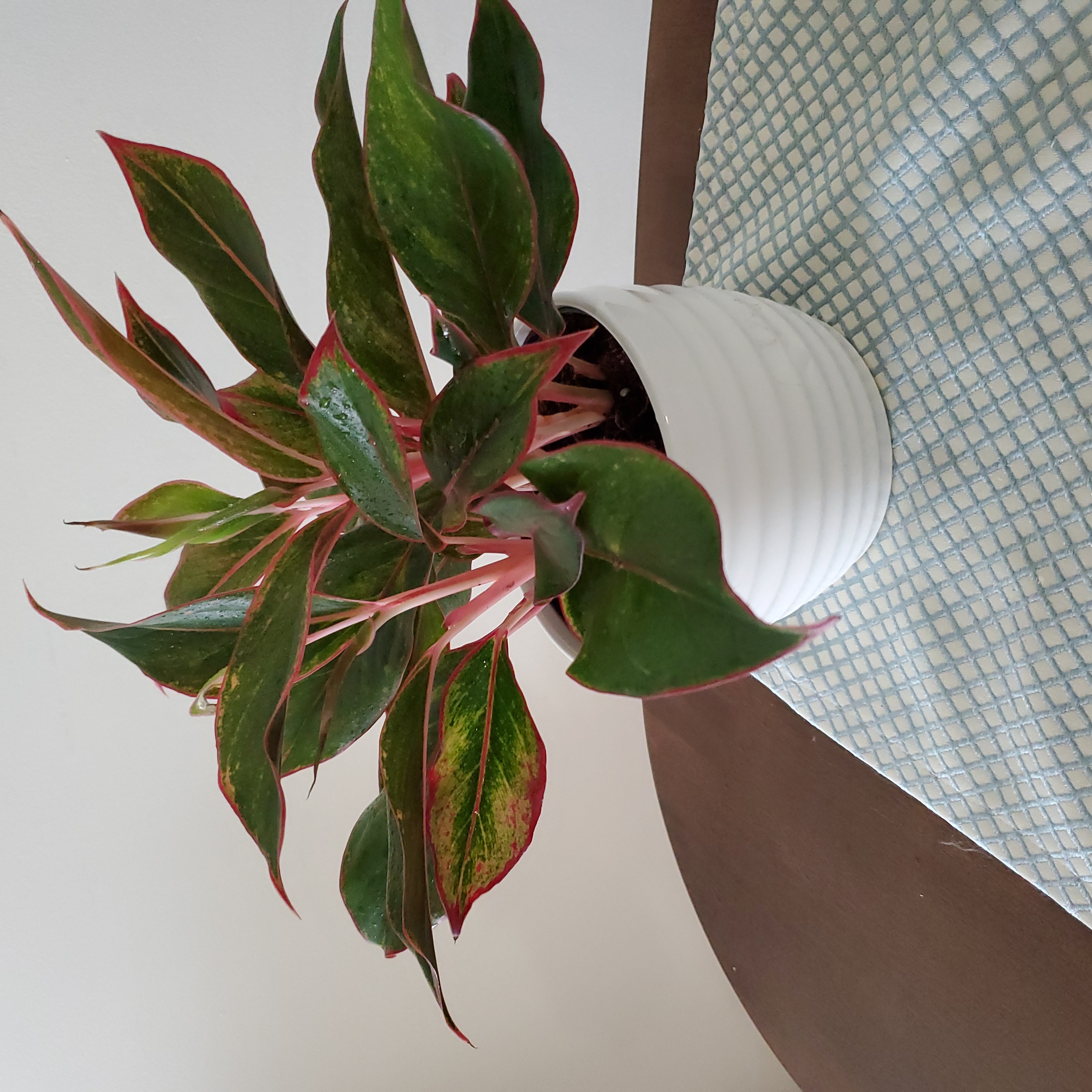 Aglaonema 'Sparkling Sarah' plant in a white pot with vibrant green leaves and pink stems.