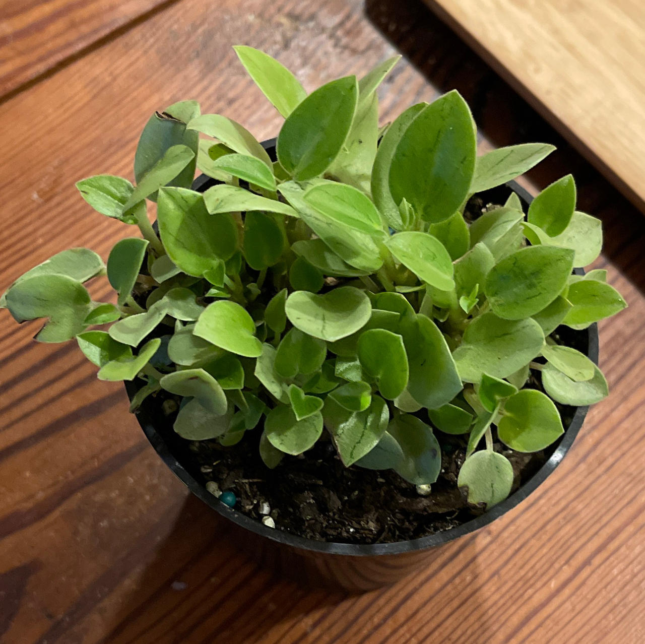 Teardrop Peperomia plant in a small pot with vibrant green leaves.