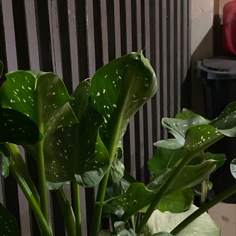 Healthy calla lily plant with lush green speckled leaves, thriving indoors without any visible flowers.