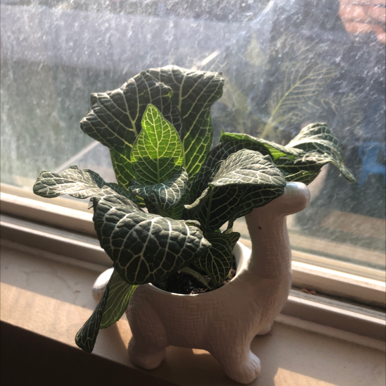 Nerve Plant plant photo by @nya_papaya132 named Loki on Greg, the plant care app.