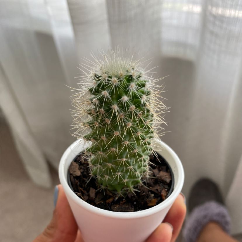 A healthy Navajo Bridge Prickly Pear cactus in a white pot, held by a hand.
