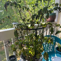 European black nightshade plant