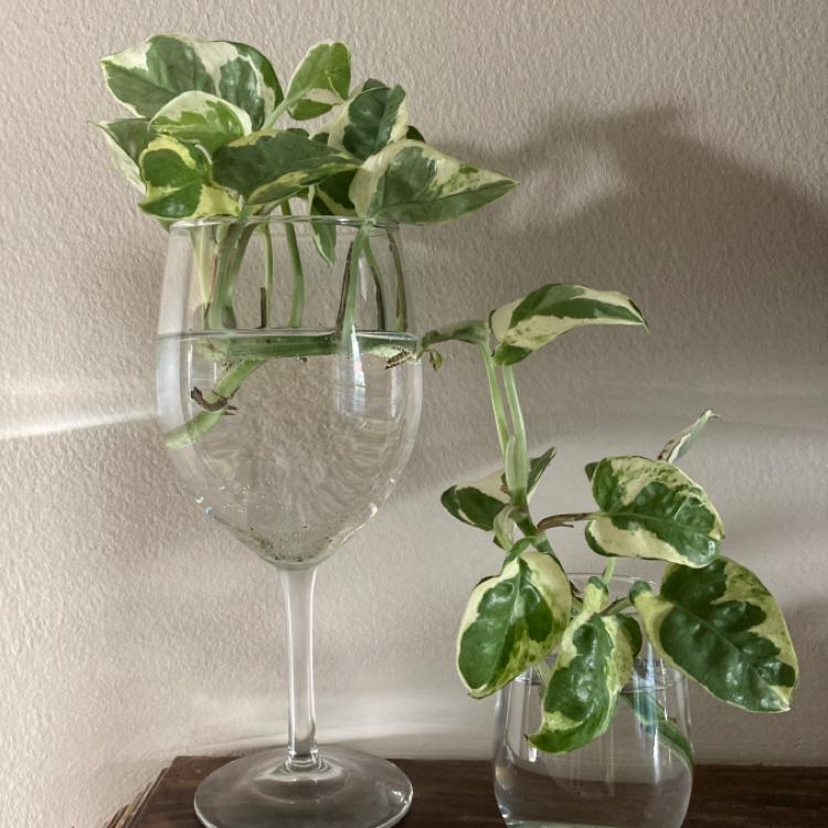 Photo of the plant species Glacier Pothos by @Montanas_oasis named Your plant on Greg, the plant care app